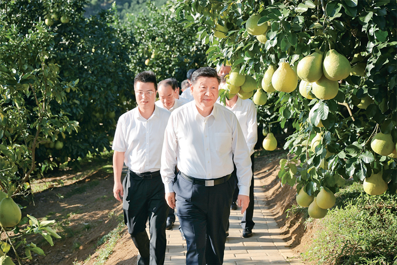 　　2025年11月7日至8日，中共中央總書記、國家主席、中央軍委主席習(xí)近平在廣東考察。這是7日下午，習(xí)近平在梅州市梅縣區(qū)雁洋鎮(zhèn)南福金柚種植基地考察。